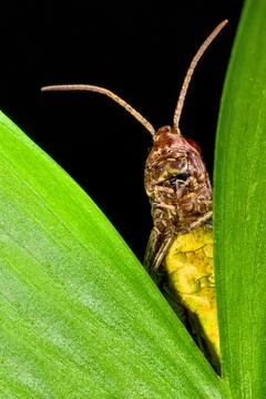 Grasshopper macro Stock Photos