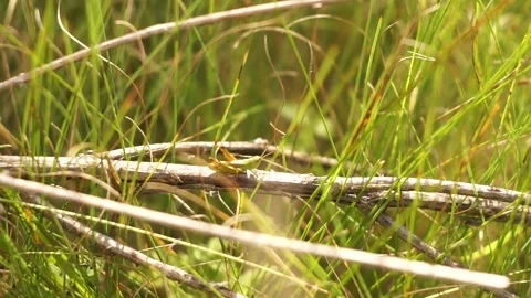 The grasshopper makes interesting sounds by moving its legs Stock Footage 136770489
