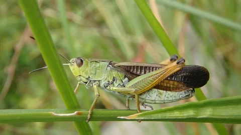 Grasshopper making sound Stock Footage 148327167
