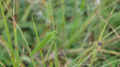 The grasshopper masks in a grass. Stock Footage 117224053