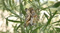 Grasshopper mating close P HD 1629 HD Footage