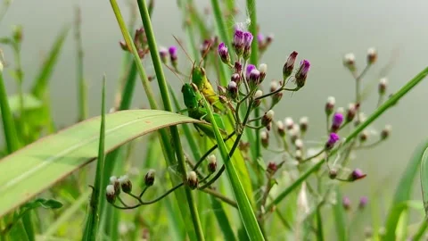 Grasshopper mating Stock Footage 279238216