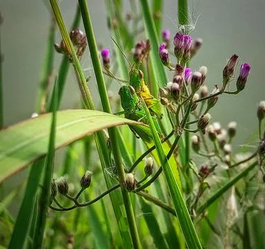 Grasshopper mating on the grass Stock-Fotos