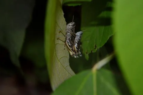 Grasshopper mating at night Stock Photos