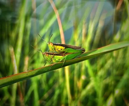 Grasshopper mating Stock-Fotos