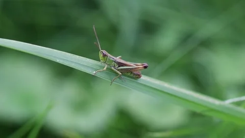 A grasshopper in a meadow close up with audio 4k 25fps video Stock-Footage 281341560