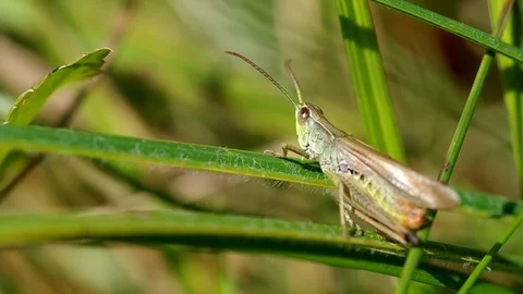 Grasshopper in a meadow Stock Footage 72123651