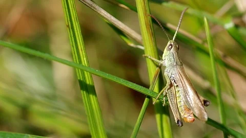 Grasshopper in a meadow Stock Footage 72124433