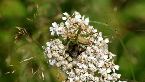 Grasshopper in a meadow Stock Footage 72902766