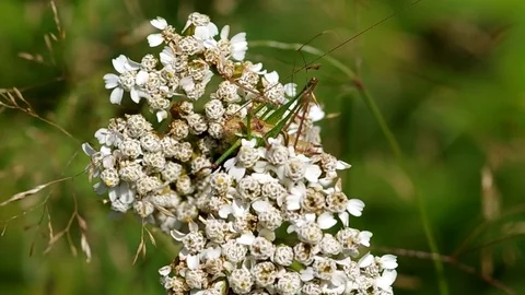Grasshopper in a meadow Stock Footage 72902870