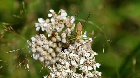 Grasshopper in a meadow Stock Footage 72902873