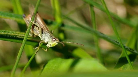 Grasshopper in a meadow Stock Footage 72902883