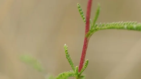 Grasshopper in a meadow Stock Footage 81667522