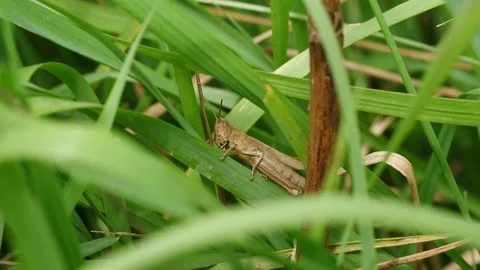 Grasshopper in the meadow Stock Footage 160746995