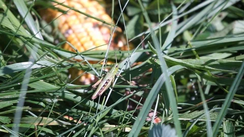 Grasshopper in a meadow in front of a corncob Stock Footage 115636737