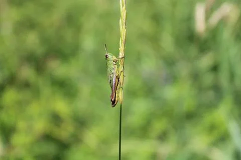 A grasshopper in the meadow Stock Photos