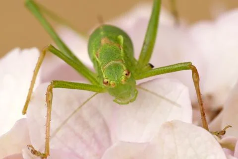 Grasshopper missing a leg Stock Photos