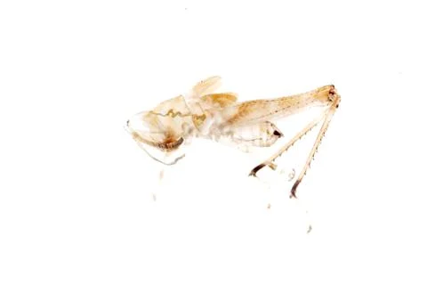 Grasshopper molt Stock Photos