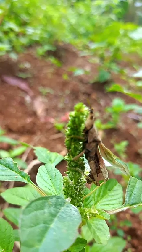 Grasshopper Molted Exoskeleton Clinging to Plant Stem 스톡 동영상 342479599