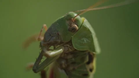Grasshopper moves legs, macro Stock Footage 52315229