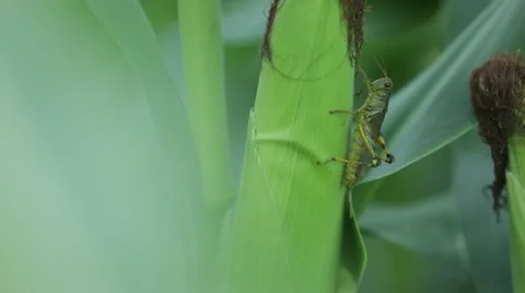 Grasshopper Moving Up Corn Husk Stock Footage 21467065
