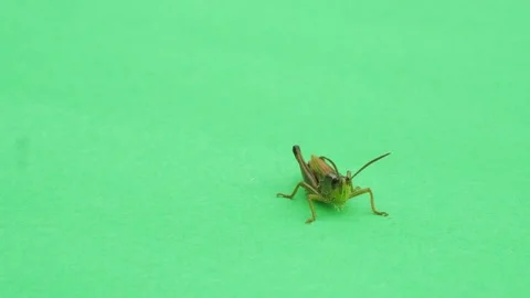 Grasshopper moving on green screen Stock Footage 304901525