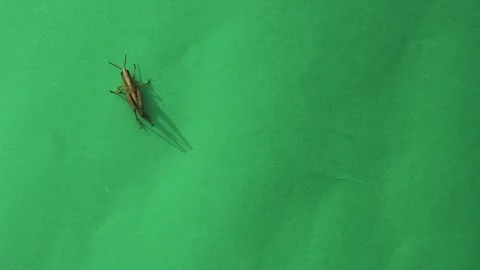 Grasshopper moving on green screen slow motion Stock Footage 304584706