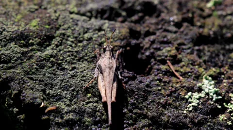 Grasshopper moving on tree trunk Stock Footage 32543224