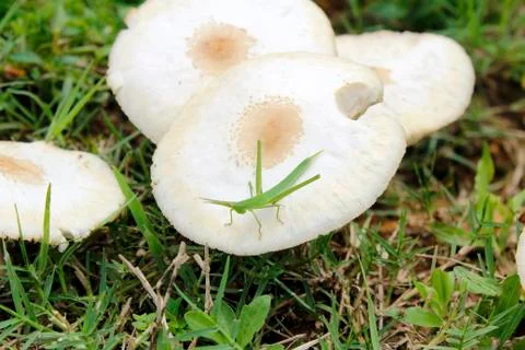 Grasshopper on mushroom Stock Photos