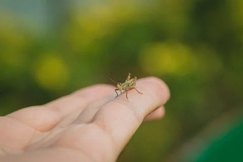 Grasshopper on my arm Stock Photos