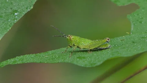 Grasshopper in nature. Video stock 137161951