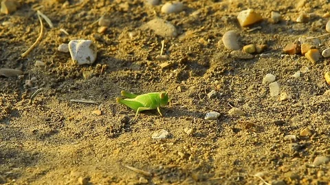 Grasshopper nature insect field Stock Footage 93440279