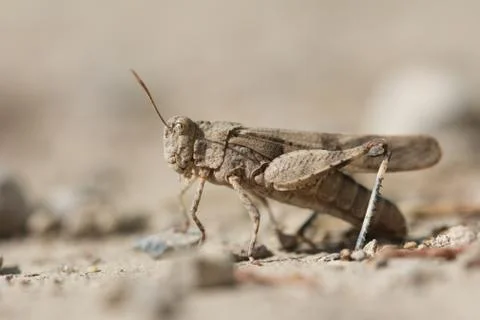 Grasshopper in nature Stock Photos