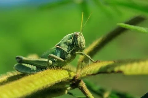 Grasshopper in nature Stock Photos
