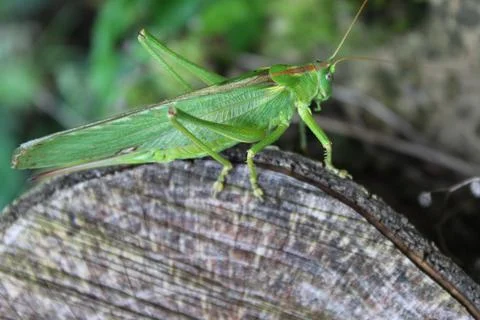 Grasshopper in the nature Stock Photos