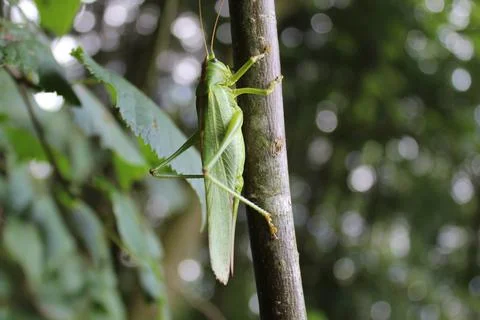 Grasshopper in the nature Stock Photos