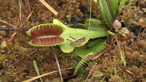 Grasshopper near open Venus Flytrap (Dionaea muscipula) Stock Footage 71476948