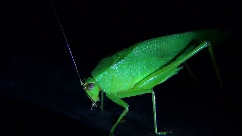 Grasshopper in the night is cleaning itself Stockbeeldmateriaal 102904041