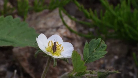 Grasshopper nymph jumping Stock Footage 82899990