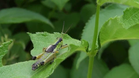 Grasshopper nymph moving abdomen Stock Footage 82629995