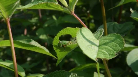 Grasshopper nymph nibbling Stock Footage 82630043