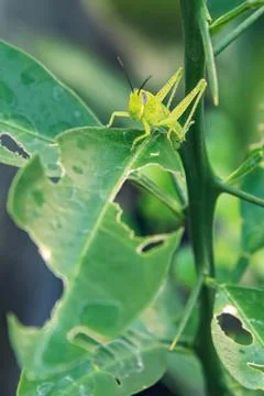 Grasshopper nymph perched, leaf damage pest control theme. Foto stock