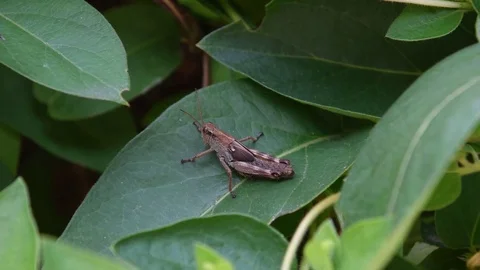 Grasshopper nymph sitting Video stock 83199019
