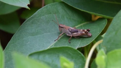 Grasshopper nymph sitting Stock Footage 83199031