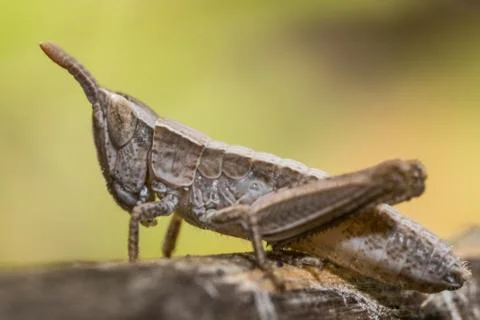 Grasshopper nymph in the wild Foto stock