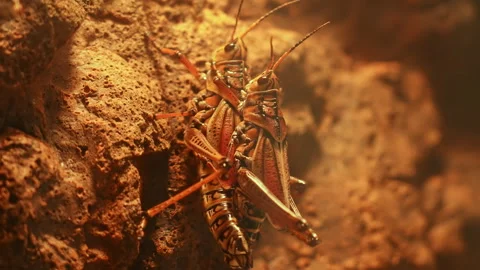 Grasshopper or Locust insects macro close up courting and mating process. G.. 動画素材 277553214