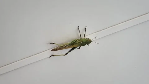 Grasshopper or locust sits on the white ceiling of a house Stock-Footage 314274304