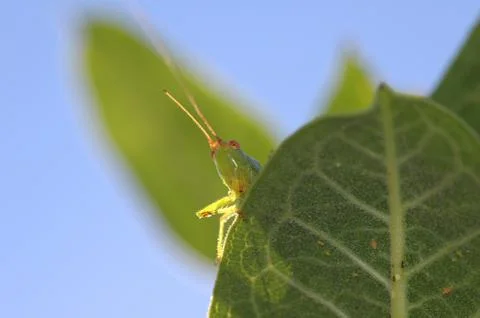 Grasshopper overlook Stock Photos