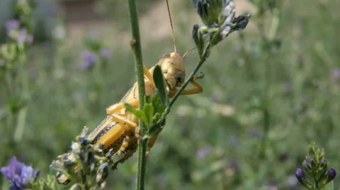 Grasshopper P HD 1620 Stock-Footage 486982