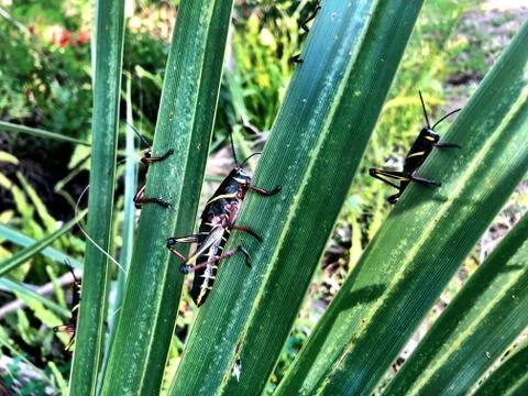 Grasshopper on a palm tree Stock Photos